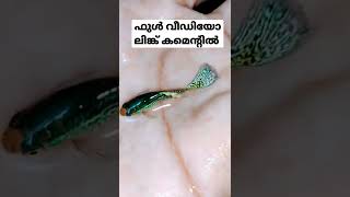 ഇതൊക്കെയാണ് മക്കളെ മിക്സഡ് ഗപ്പി | #guppy #GUPPYFARM #crayfish_farm #FANCYWORLD