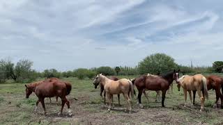 RANCHOLAROSA. POTRILLOS DISPONIBLES   2017, 2018, 2019 Y 2020 ENTRANDO DE LA PASTA#CUARTOSDEMILLA