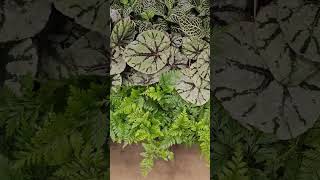 Ferns at Lowes #indoorplants #houseplants #variegatedplants #plantshopping #indoorplants #plants