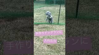 ドッグランに入れてみたら👀