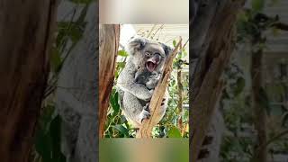 Cute & Funny Koala Video #6 | #Shorts