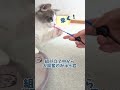 おもちゃを組み立て中から大興奮！ 子猫 マンチカン cat