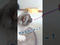 おもちゃを組み立て中から大興奮！ 子猫 マンチカン cat