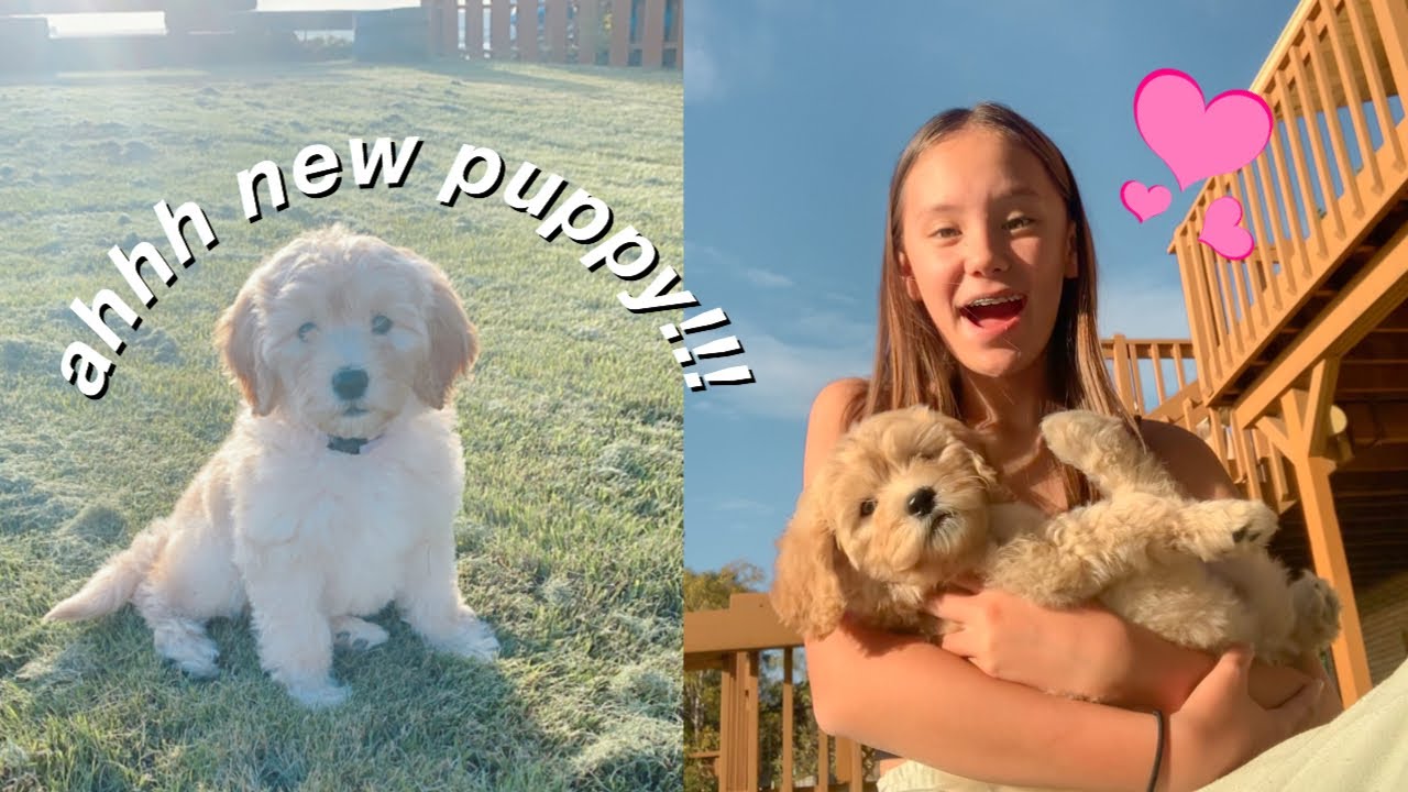 Getting A New Puppy Youtube