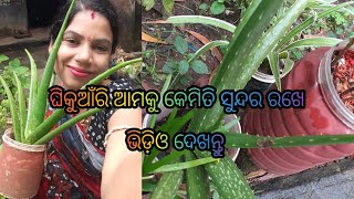 ଘିକୁଁଆରୀ ଆମକୁ କେମିତି ସୁନ୍ଦର ରଖେ / Natural BeauteyTips, ଭିଡ଼ିଓ ଦେଖନ୍ତୁ #kamalawork\u0026Lifestyle