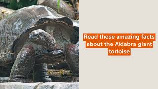 Turtl-ey Awesome Facts About The Aldabra Giant Tortoise For Kids