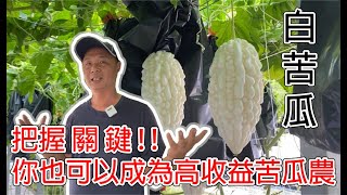 白苦瓜 把握關鍵 你也可以成為高收益苦瓜農