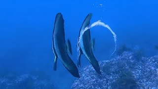 【泡と遊ぶ】ツバメウオの若魚（季節来遊魚）