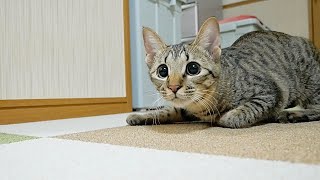 When I laid the tile carpet, the kitten's eyes became round with joy! !!