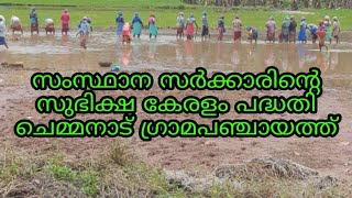 സുഭിക്ഷ കേരളം പദ്ധതി ചെമ്മനാട് ഗ്രാമപഞ്ചായത്ത് / Subiksha keralam project/ Chemnad Grama panchayath