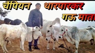 चैंपियन थारपारकर गौ माता... प्रदीप बेरला फार्म हाउस#gaumata#trending#viralvideo