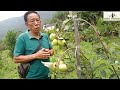 local fruits news pedong