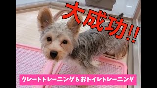 【ヨークシャーテリア】覚えておくと便利なクレートトレーニング！！！