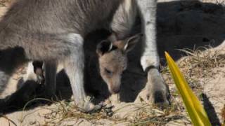 Kangaroos at Pebbly Beach, NSW, Australia