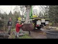 Kraanverhuurbedrijf van Rattingen bv. Bomen planten met een kraan.