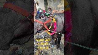 बागड़ी सस्ती भैंस बिकाऊ मुर्रा , बहुत शानदार मुर्रा#cow #bannibuffelo #murrah  #animal