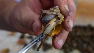 Confronting The Rabbis On Their Sea Snail Tradition