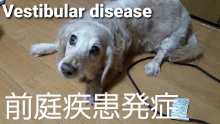 犬の前庭疾患！目が回る、首がまがる、よろけるなど突然発症！神様🙏Vestibular disease