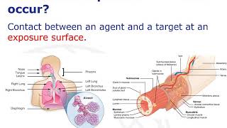 Exposure and the exposome (part 1)