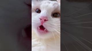 Cat Meowing 😺😺 || Cat Voice || Cute Cat Voice Short   #shorts #cat #catlover