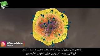 چی بەسەر خرۆکە سورەکاندا ڕوودەدات کاتێک بەڕۆژووین لە ڕەمەزاندا