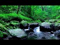 Symphony Melody Enchanted Forest Water River Ambience | Harmonious Water River Sound | Lovely Nature