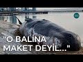 O balina maket deyil...