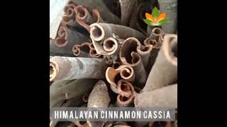 Himalayan Cinnamon Cassia