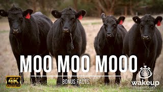 🐄 Cows Mooing Sounds 🐮 | 🕙 10 Hours | 🎧 For Relaxation, Sleep | Dog TV | Bonus Facts