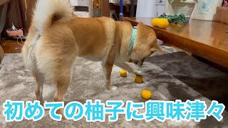 柴犬ルル　初めてのゆずに興味津々　風呂先輩から後輩へのアドバイス