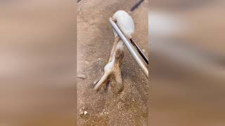 TikTok Aktivitas Nelayan Cina Berburu Beragam Hewan Laut disekitar Pantai 🐙🦐🦑 Sea Creatures (#17)