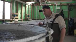 OceanaGold Macraes Trout Hatchery