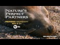 nature nature s perfect partners preview pbs