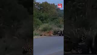 #Watch: Porcupine parents provide Z class security to their baby from a leopard!