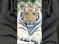 পৃথিবীর সবচেয়ে বড় ও শক্তিশালী বাঘ shorts animal siberiantiger facts shortsvideo factshorts