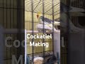 Cockatiel Mating #cockatiel #cockatiels #breeding #shorts #trending #short #birds #cockatielvoice