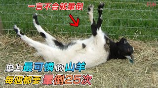 「史上最膽小+可憐的山羊」一言不合就暈倒，這模樣太搞笑了！