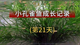 孔雀魚苗生長記錄第21天 點數餵食魚缸開過濾 孔雀魚苗怎麽養