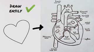 How to draw Human Heart diagram Step by step | मानव हृदय की संरचना का चित्र | CBSE | NCERT