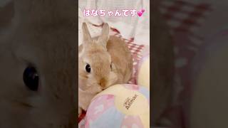 いくつものボールと順に遊んであげて、なでなでうっとりするうさぎさん。 #ウサギ #rabbit #かわいい#癒し #shorts