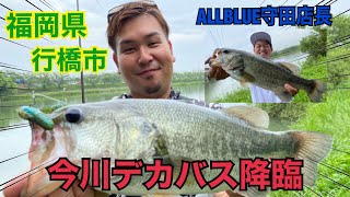 【フリーリグ】夏の今川攻略🎣今川人気エリアで爆釣の秘密【バス釣り】【福岡バス釣り】