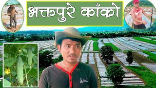 भक्तपुरे काक्रो लगाउने तरिका | BIGGEST VEGETABLE FARMING OF NAWALPUR #farming #cucumber #virul