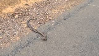 Male Brown Snakes Fight For Female Attention