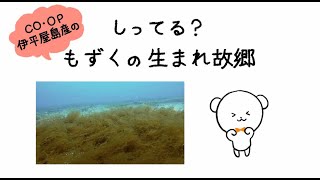 しってる？CO・OP伊平屋島産もずくの　生まれ故郷