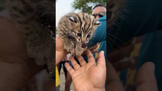 চিতাবাঘের বাচ্চা😱 আমাদের বাড়ির পাশ থেকে পাওয়া গিয়েছে 🔥 #cat #reelsvideo #fypシ゚ #fyp #cr7