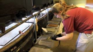 Memphis Zoo's Baby Komodo Dragons Being Fed