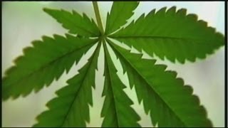 Mayor Sarno's concerns on marijuana dispensaries