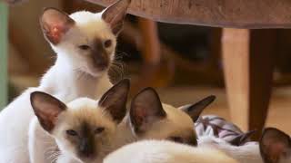 Everything You Need to Know About Siamese Cat|Character, Temperament History & Personality: Mykitten
