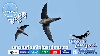 សំលេងសត្វត្រចៀកកាំ (សំរាប់ដាក់ហៅនៅខាងក្រៅ​) (Swiftlet Bird)