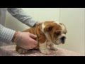 Picking up a bulldog puppy